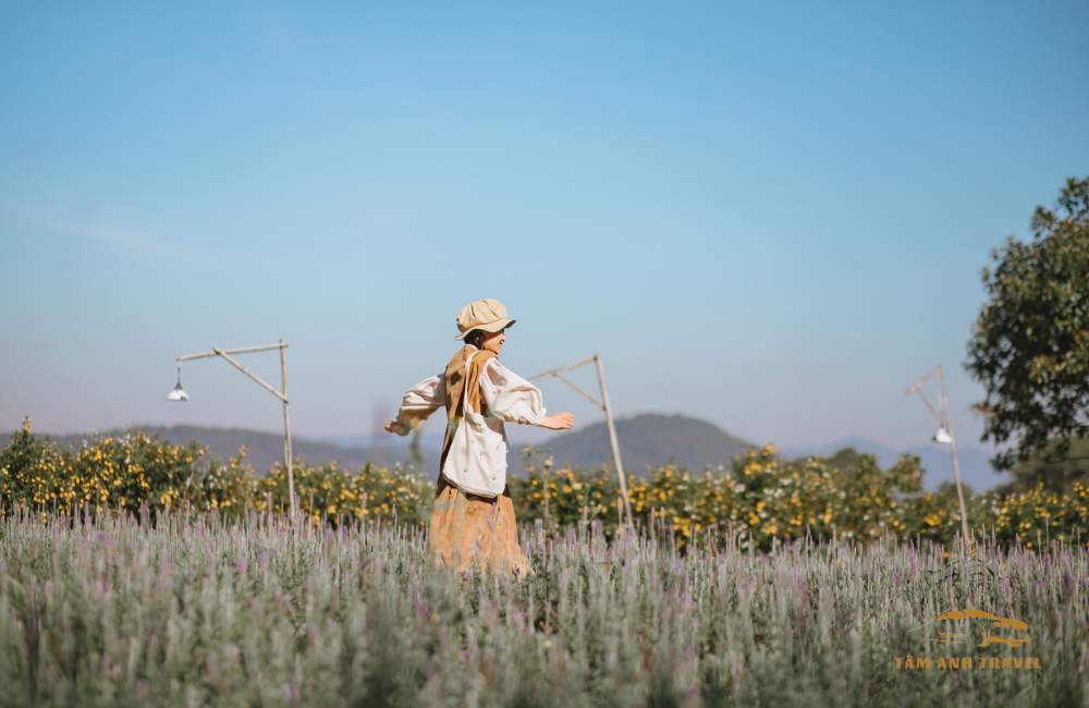Checkin ngập tràn sắc tím tại "Vườn hoa Lavender Túi Thương Nhớ"