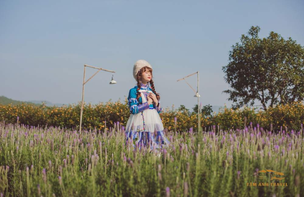 Checkin ngập tràn sắc tím tại "Vườn hoa Lavender Túi Thương Nhớ"