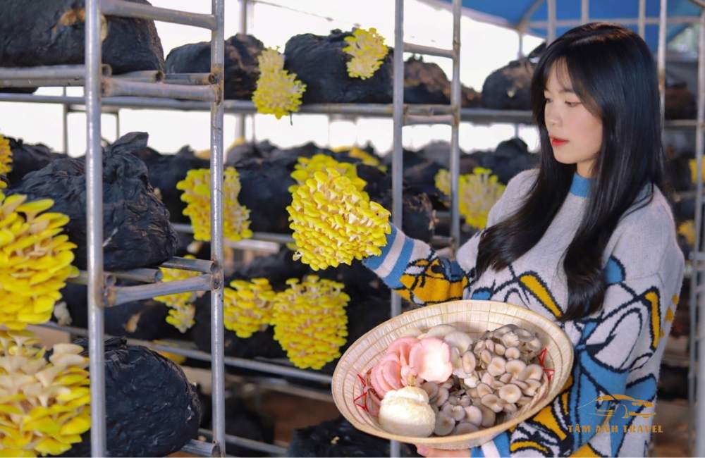 Có thể bạn chưa biết những điều thú vị tại Làng Nấm Đà Lạt