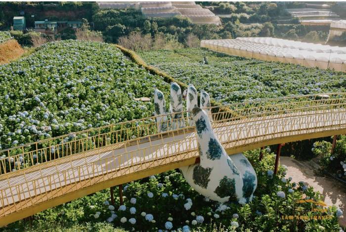 Cánh đồng hoa Cẩm Tú Cầu Đà Lạt - 5 tọa độ check in đẹp như tranh