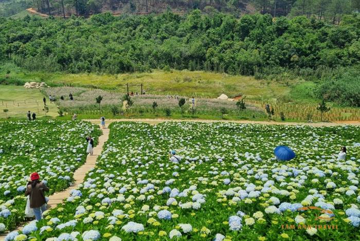 Cánh đồng hoa Cẩm Tú Cầu Đà Lạt - 5 tọa độ check in đẹp như tranh