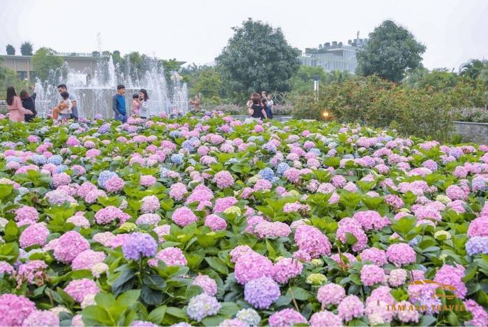 Cánh đồng hoa Cẩm Tú Cầu Đà Lạt - 5 tọa độ check in đẹp như tranh