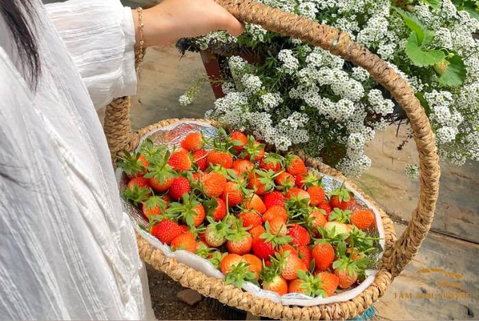9 vườn dâu tây Đà Lạt căng mọng, đẹp nức tiếng