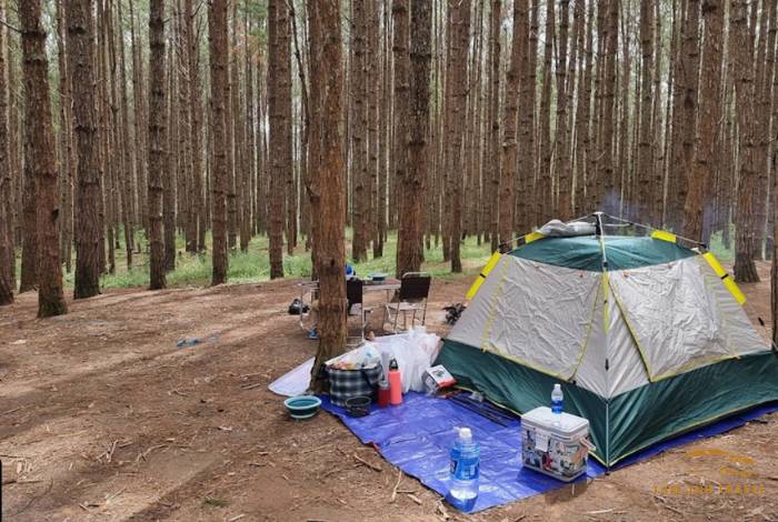 8 điểm ngắm rừng thông Đà Lạt tuyệt mỹ