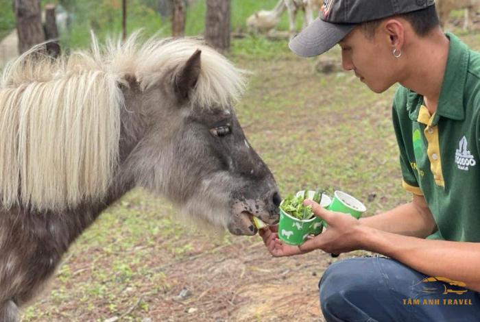 Khám phá Zoodoo Đà Lạt - Điểm đến thú vị cho gia đình