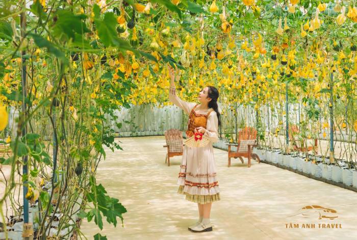 TOP 7 Farm Đà Lạt View đẹp, check in thả ga