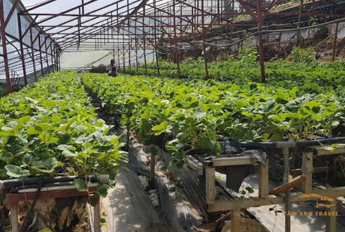 TOP 7 Farm Đà Lạt View đẹp, check in thả ga