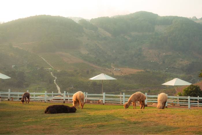 TOP 7 Farm Đà Lạt View đẹp, check in thả ga