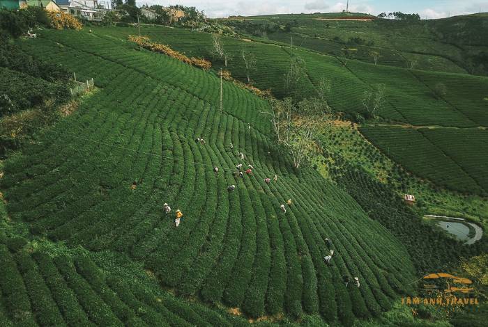 TOP 7 Farm Đà Lạt View đẹp, check in thả ga
