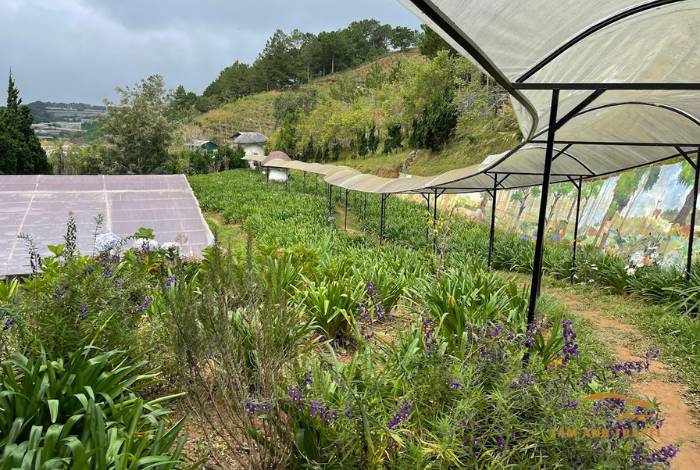 TOP 7 Farm Đà Lạt View đẹp, check in thả ga