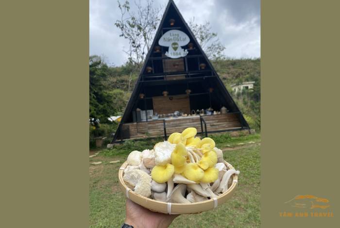 TOP 7 Farm Đà Lạt View đẹp, check in thả ga