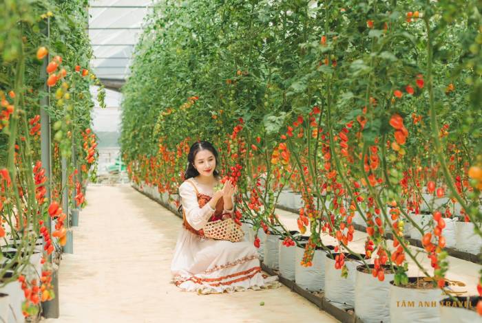 TOP 7 Farm Đà Lạt View đẹp, check in thả ga