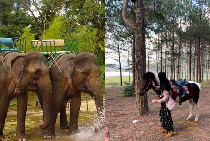 Kinh nghiệm Camping Hồ Tuyền Lâm