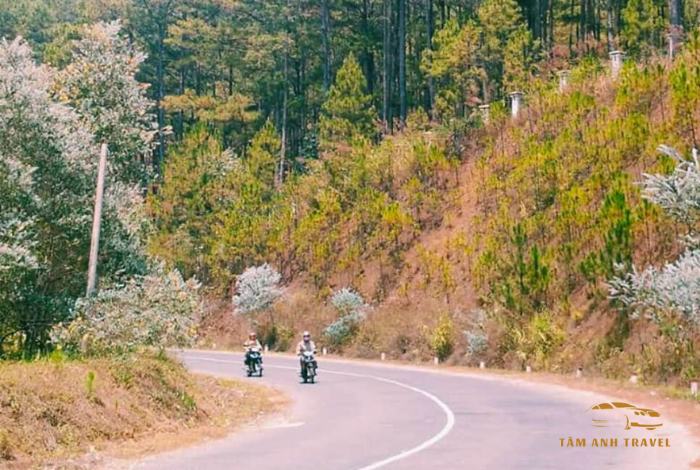Đèo Mimosa Đà Lạt - Cung đường đèo đẹp nhất Đà Lạt