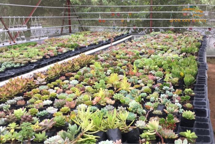 Đèo Mimosa Đà Lạt - Cung đường đèo đẹp nhất Đà Lạt