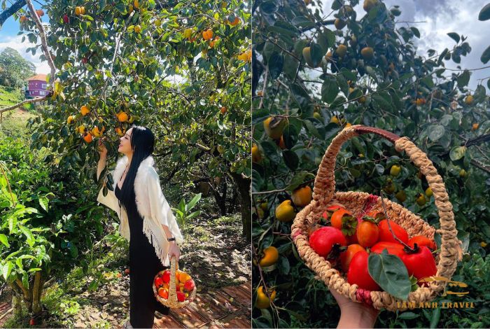 Vườn hồng Đà Lạt thu hút du khách