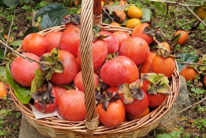 Vườn hồng Đà Lạt thu hút du khách