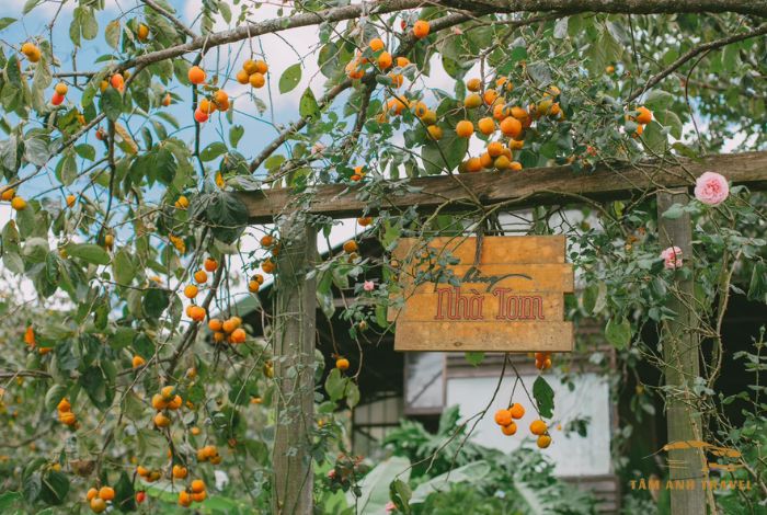 Vườn hồng Đà Lạt thu hút du khách