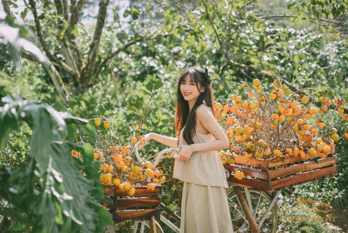 Vườn hồng Đà Lạt thu hút du khách