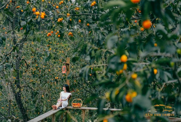 Vườn hồng Đà Lạt thu hút du khách