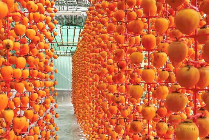 Vườn hồng treo gió Đà Lạt chuẩn công nghệ Nhật Bản