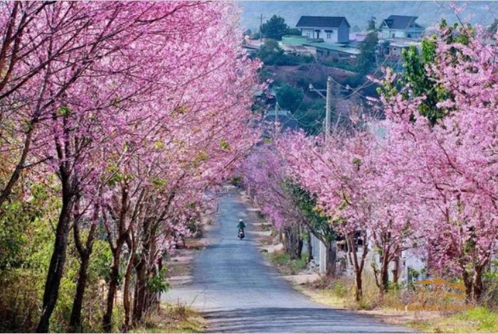 Hoa Mai Anh Đào Đà Lạt