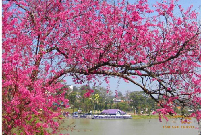 Hoa Mai Anh Đào Đà Lạt