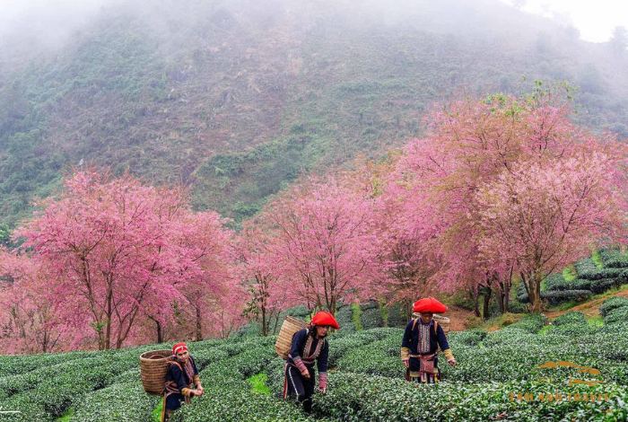 Hoa Mai Anh Đào Đà Lạt