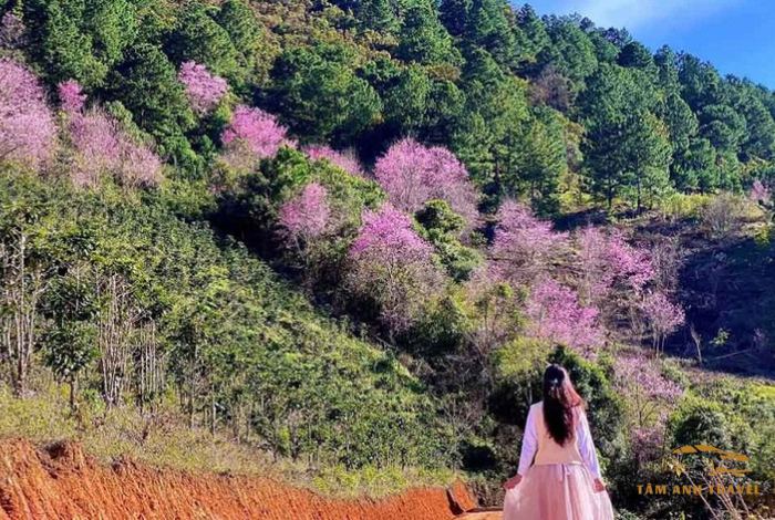 Hoa Mai Anh Đào Đà Lạt