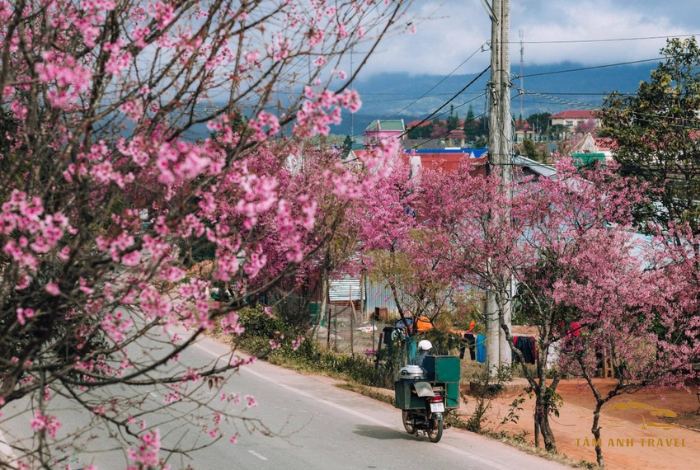 Hoa Mai Anh Đào Đà Lạt