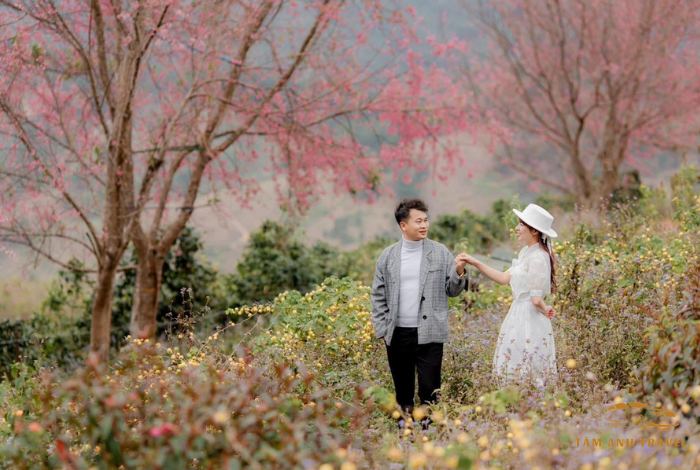 Hoa Mai Anh Đào Đà Lạt