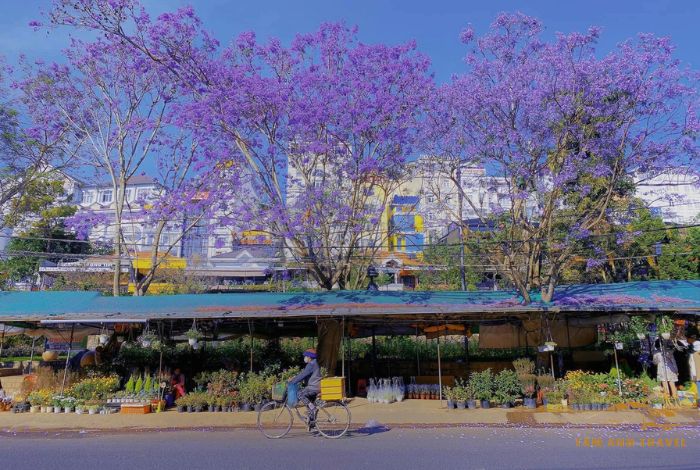 Du lịch Đà Lạt tháng 2: Các điểm đến không thể bỏ lỡ