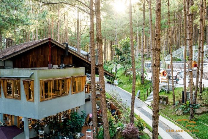 Rừng Thông Mơ Đà Lạt