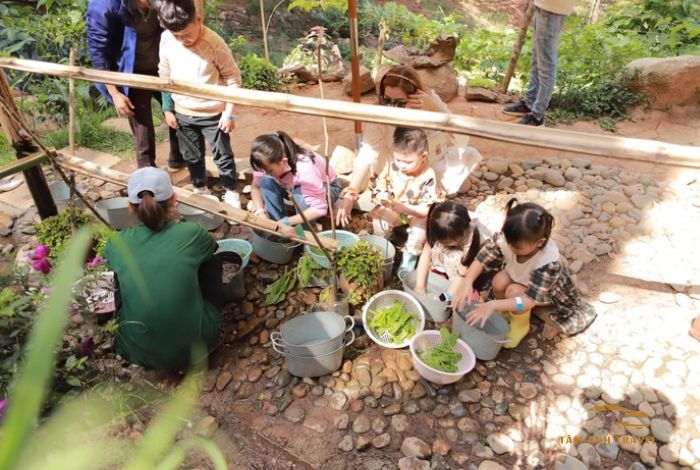 Rừng Thông Mơ Đà Lạt