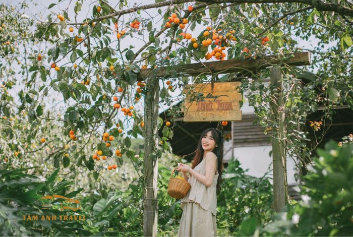 Cà phê vườn hồng Đà Lạt