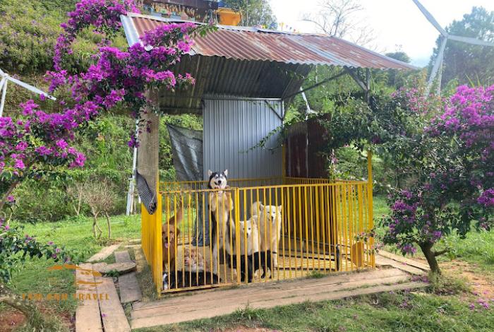 Nông trại cún Thung lũng Gâu: Quán cafe thú cưng dễ thương