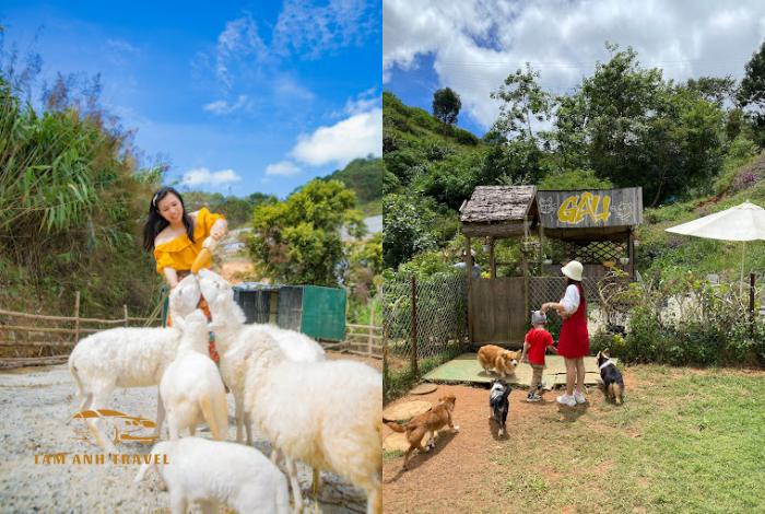 Nông trại cún Thung lũng Gâu: Quán cafe thú cưng dễ thương