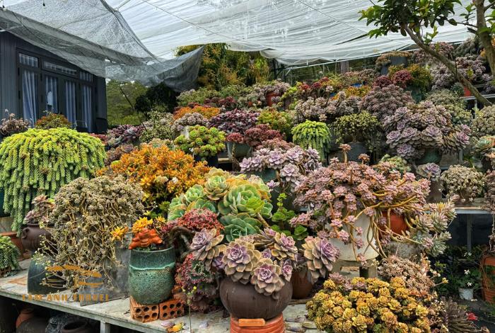 Khám phá 11 vườn sen đá Đà Lạt siêu xinh, siêu đẹp