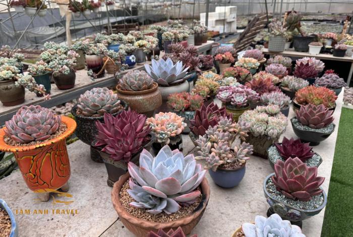 Khám phá 11 vườn sen đá Đà Lạt siêu xinh, siêu đẹp