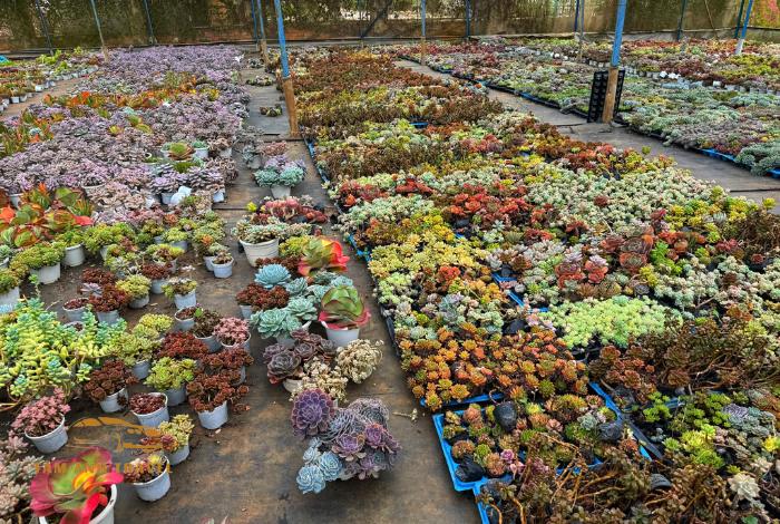 Khám phá 11 vườn sen đá Đà Lạt siêu xinh, siêu đẹp