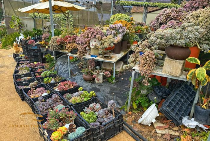 Khám phá 11 vườn sen đá Đà Lạt siêu xinh, siêu đẹp