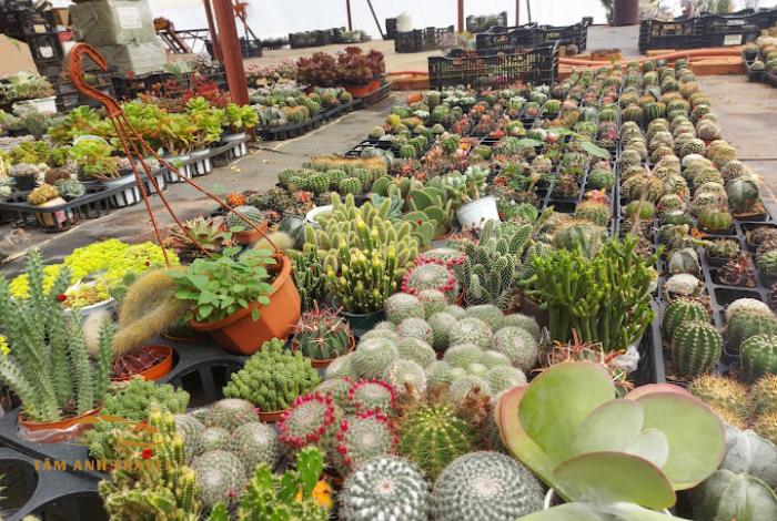 Khám phá 11 vườn sen đá Đà Lạt siêu xinh, siêu đẹp