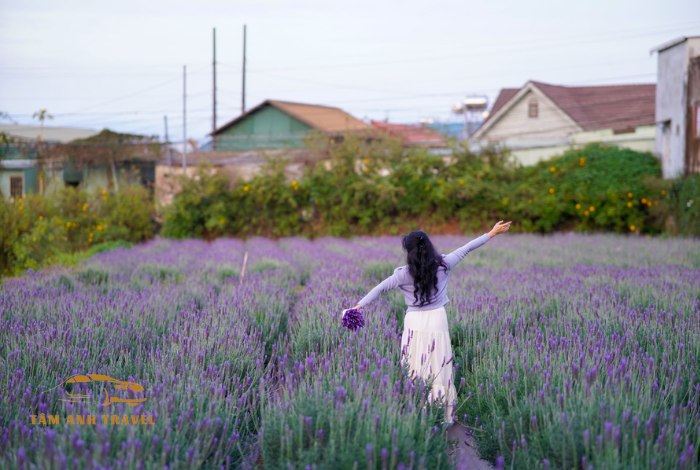 Check in với 3 cánh đồng hoa Lavender Đà Lạt đẹp như trời Âu