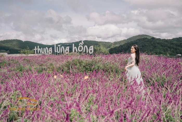 Check in với 3 cánh đồng hoa Lavender Đà Lạt đẹp như trời Âu