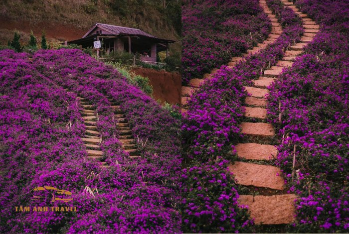 Check in với 3 cánh đồng hoa Lavender Đà Lạt đẹp như trời Âu