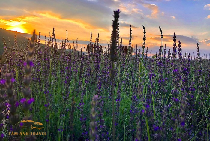 Check in với 3 cánh đồng hoa Lavender Đà Lạt đẹp như trời Âu