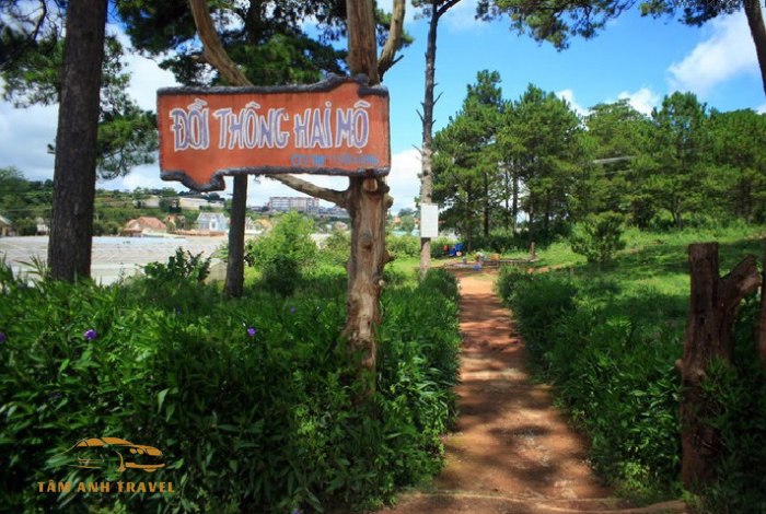 Đồi Thông Hai Mộ Đà Lạt