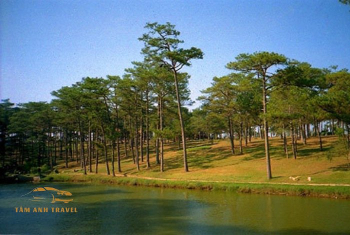 Đồi Thông Hai Mộ Đà Lạt