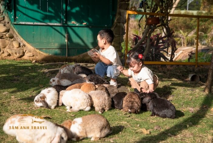 Review Làng Thỏ Little Hobbiton cực đáng yêu tại Đà Lạt