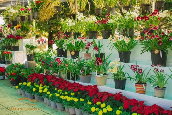 Tham quan Vườn hoa thành phố Đà Lạt mê mẩn muôn vàn sắc hoa